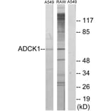 Western Blot - Anti-ADCK1 Antibody (C11274) - Antibodies.com
