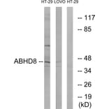 Western Blot - Anti-ABHD8 Antibody (C14220) - Antibodies.com