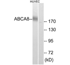 Western Blot - Anti-ABCA8 Antibody (C14617) - Antibodies.com