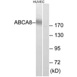 Western Blot - Anti-ABCA8 Antibody (C14617) - Antibodies.com