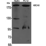 Western Blot - Anti-ABCA8 Antibody (C14617) - Antibodies.com