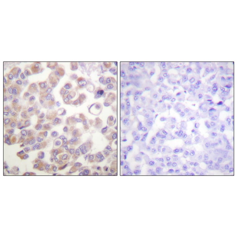 Immunohistochemistry - Anti-WNT1 Antibody (C0392) - Antibodies.com