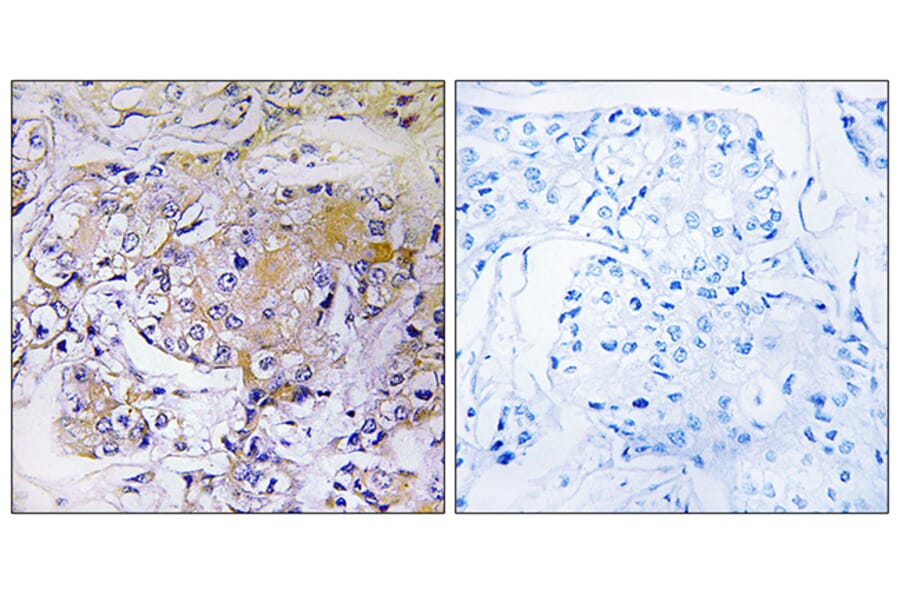 Immunohistochemistry - Anti-ULK3 Antibody (C18627) - Antibodies.com