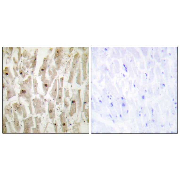 Immunohistochemistry - Anti-TSH1 Antibody (C11240) - Antibodies.com