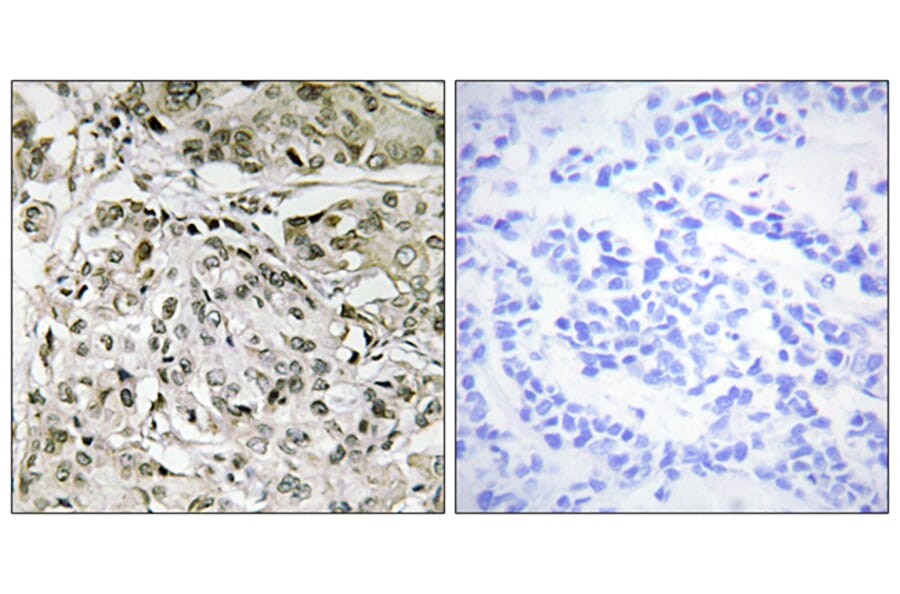 Immunohistochemistry - Anti-TAF1 Antibody (C10445) - Antibodies.com