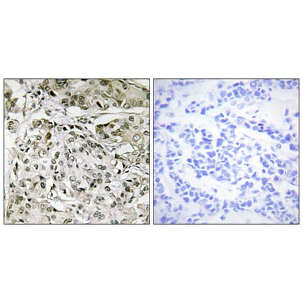 Immunohistochemistry - Anti-TAF1 Antibody (C10445) - Antibodies.com