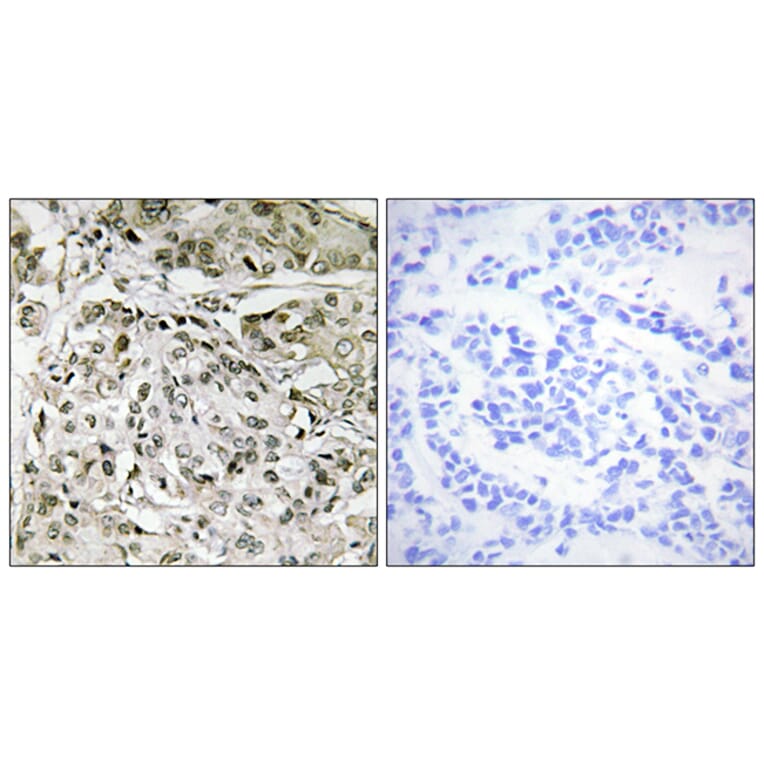 Immunohistochemistry - Anti-TAF1 Antibody (C10445) - Antibodies.com