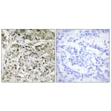 Immunohistochemistry - Anti-TAF1 Antibody (C10445) - Antibodies.com