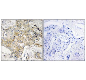 Immunohistochemistry - Anti-T4S1 Antibody (C10517) - Antibodies.com