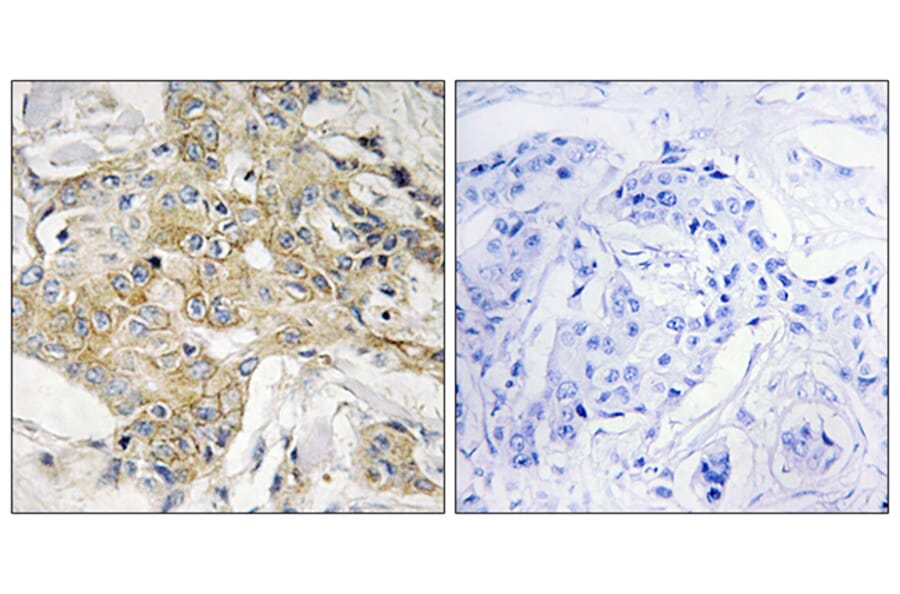 Immunohistochemistry - Anti-T4S1 Antibody (C10517) - Antibodies.com