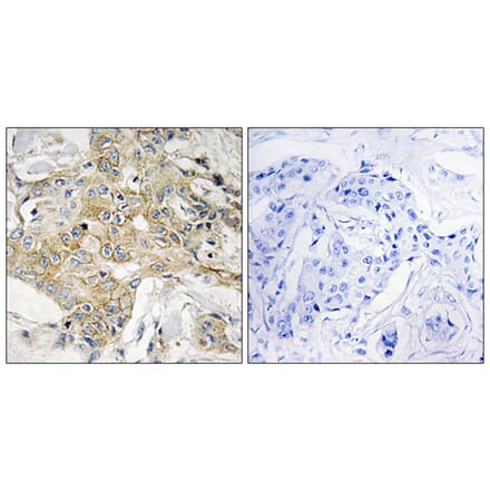 Immunohistochemistry - Anti-T4S1 Antibody (C10517) - Antibodies.com