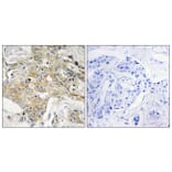 Immunohistochemistry - Anti-T4S1 Antibody (C10517) - Antibodies.com