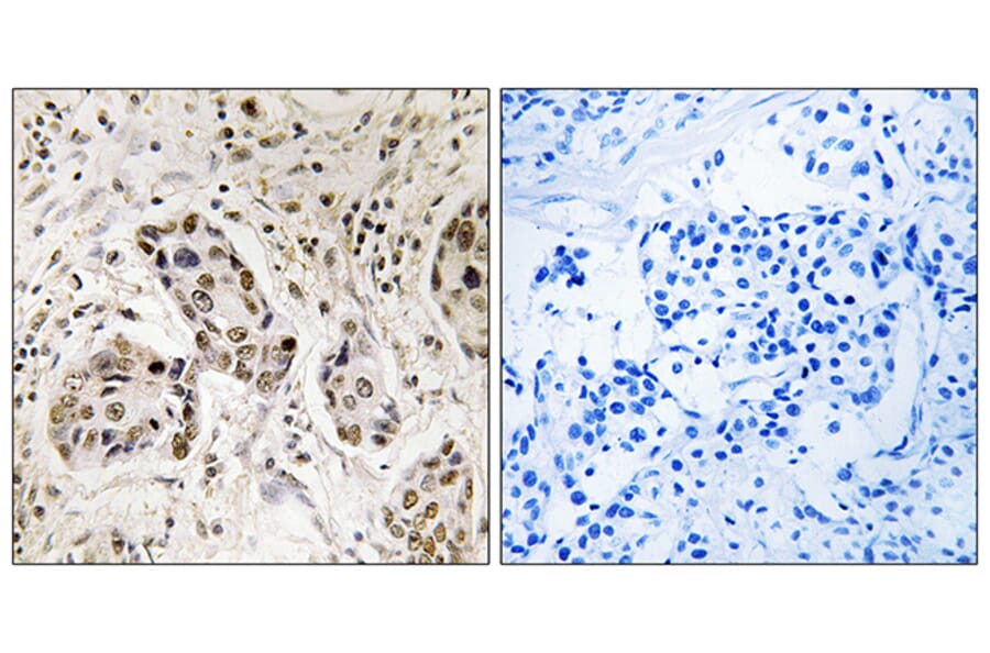 Immunohistochemistry - Anti-RCC2 Antibody (C18036) - Antibodies.com