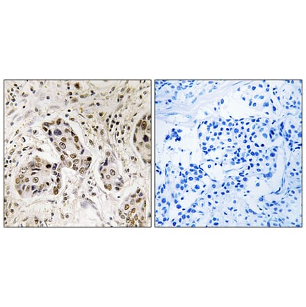 Immunohistochemistry - Anti-RCC2 Antibody (C18036) - Antibodies.com