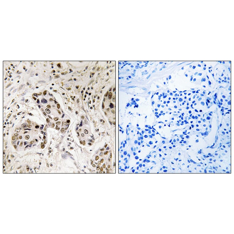 Immunohistochemistry - Anti-RCC2 Antibody (C18036) - Antibodies.com