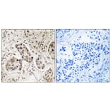 Immunohistochemistry - Anti-RCC2 Antibody (C18036) - Antibodies.com