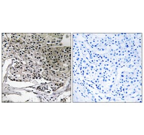 Immunohistochemistry - Anti-PIGY Antibody (C17677) - Antibodies.com
