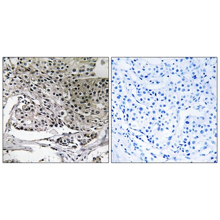 Immunohistochemistry - Anti-PIGY Antibody (C17677) - Antibodies.com