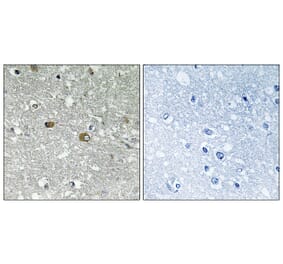 Immunohistochemistry - Anti-PIGH Antibody (C17674) - Antibodies.com