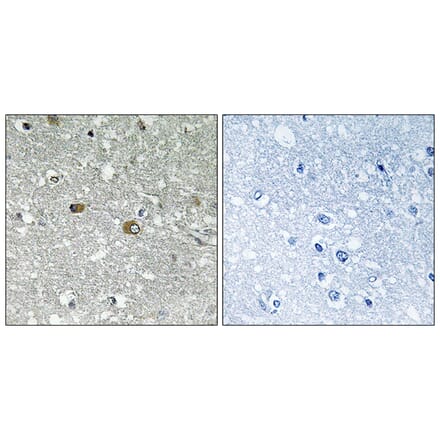 Immunohistochemistry - Anti-PIGH Antibody (C17674) - Antibodies.com