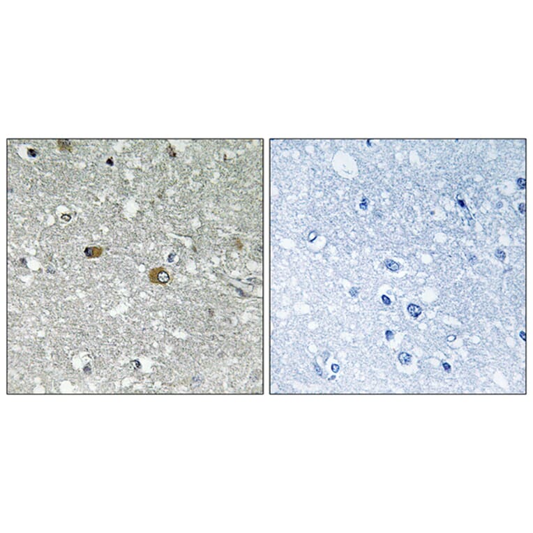 Immunohistochemistry - Anti-PIGH Antibody (C17674) - Antibodies.com