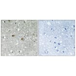 Immunohistochemistry - Anti-PIGH Antibody (C17674) - Antibodies.com