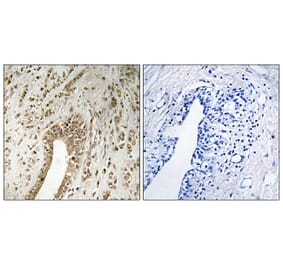 Immunohistochemistry - Anti-PHF3 Antibody (C17658) - Antibodies.com