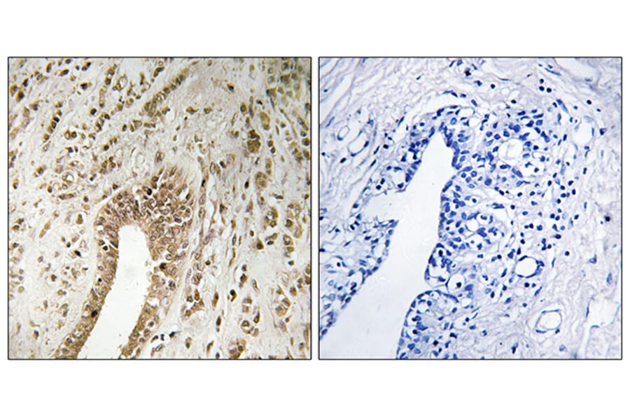 Immunohistochemistry - Anti-PHF3 Antibody (C17658) - Antibodies.com