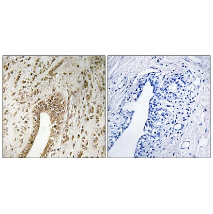 Immunohistochemistry - Anti-PHF3 Antibody (C17658) - Antibodies.com