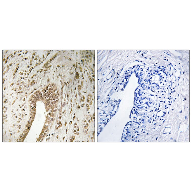 Immunohistochemistry - Anti-PHF3 Antibody (C17658) - Antibodies.com