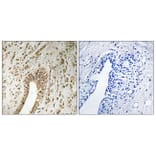 Immunohistochemistry - Anti-PHF3 Antibody (C17658) - Antibodies.com