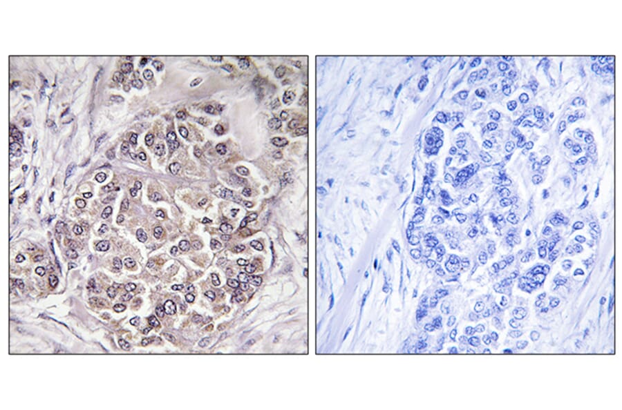 Immunohistochemistry - Anti-PEX1 Antibody (C17651) - Antibodies.com