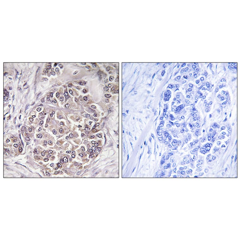 Immunohistochemistry - Anti-PEX1 Antibody (C17651) - Antibodies.com