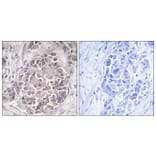 Immunohistochemistry - Anti-PEX1 Antibody (C17651) - Antibodies.com