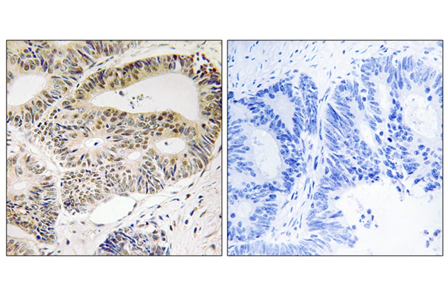 Immunohistochemistry - Anti-OSR1 Antibody (B8154) - Antibodies.com