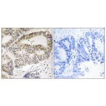 Immunohistochemistry - Anti-OSR1 Antibody (B8154) - Antibodies.com