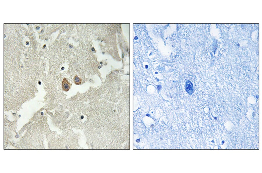 Immunohistochemistry - Anti-NSG2 Antibody (C17010) - Antibodies.com