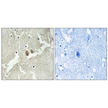 Immunohistochemistry - Anti-NSG2 Antibody (C17010) - Antibodies.com