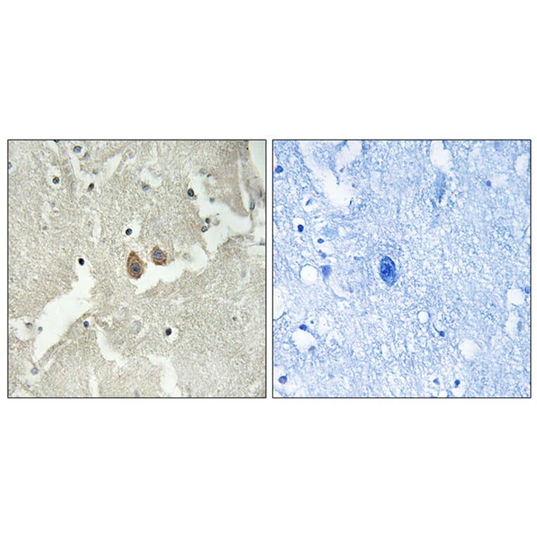 Immunohistochemistry - Anti-NSG2 Antibody (C17010) - Antibodies.com