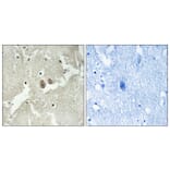 Immunohistochemistry - Anti-NSG2 Antibody (C17010) - Antibodies.com