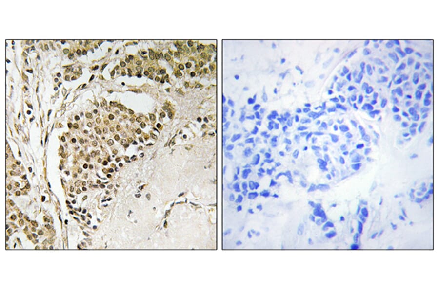 Immunohistochemistry - Anti-NOM1 Antibody (C17151) - Antibodies.com