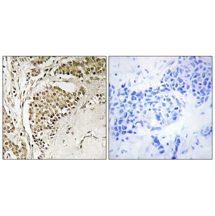 Immunohistochemistry - Anti-NOM1 Antibody (C17151) - Antibodies.com