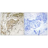 Immunohistochemistry - Anti-NOM1 Antibody (C17151) - Antibodies.com