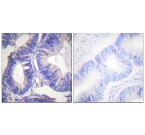 Immunohistochemistry - Anti-NCK2 Antibody (C0276) - Antibodies.com