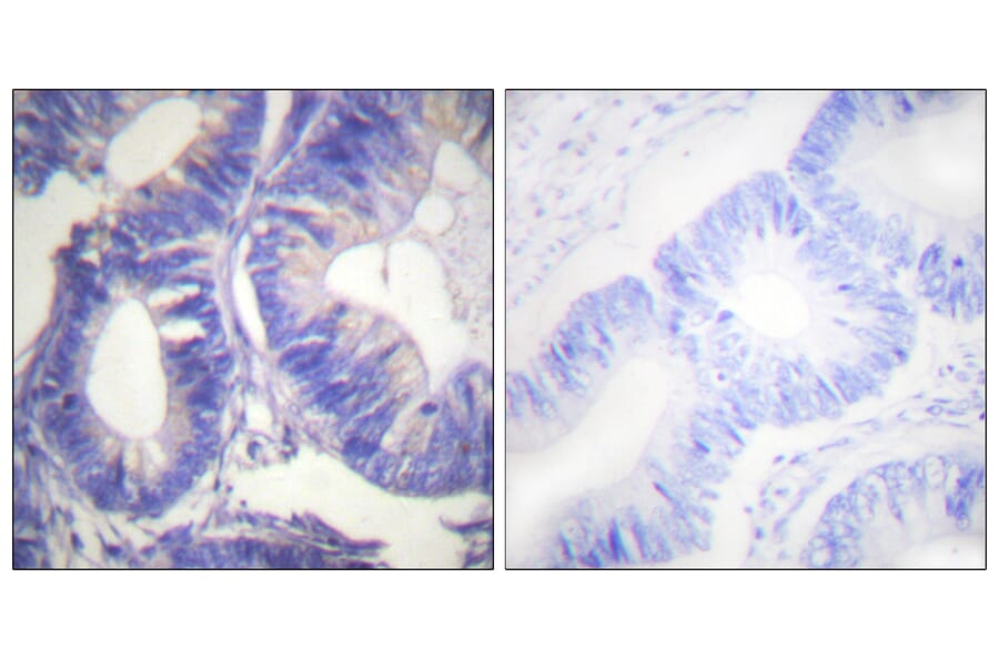 Immunohistochemistry - Anti-NCK2 Antibody (C0276) - Antibodies.com