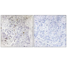 Immunohistochemistry - Anti-MAFF Antibody (C11887) - Antibodies.com