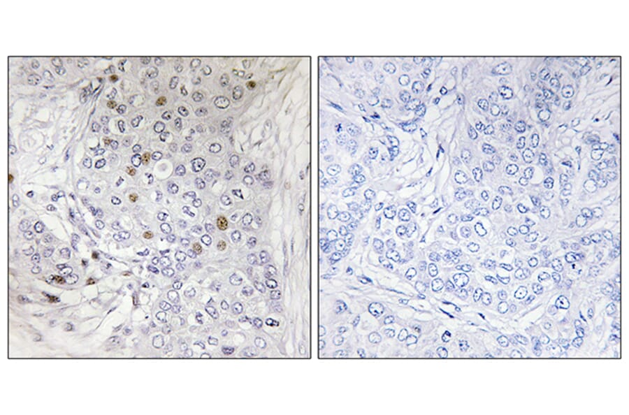Immunohistochemistry - Anti-MAFF Antibody (C11887) - Antibodies.com