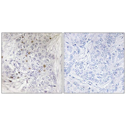 Immunohistochemistry - Anti-MAFF Antibody (C11887) - Antibodies.com