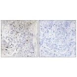 Immunohistochemistry - Anti-MAFF Antibody (C11887) - Antibodies.com