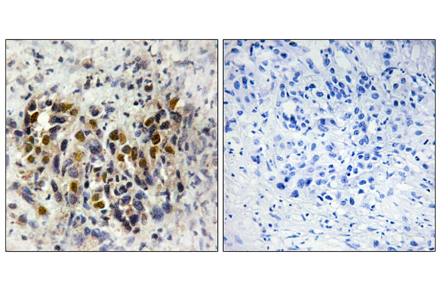 Immunohistochemistry - Anti-IRX3 Antibody (C10796) - Antibodies.com